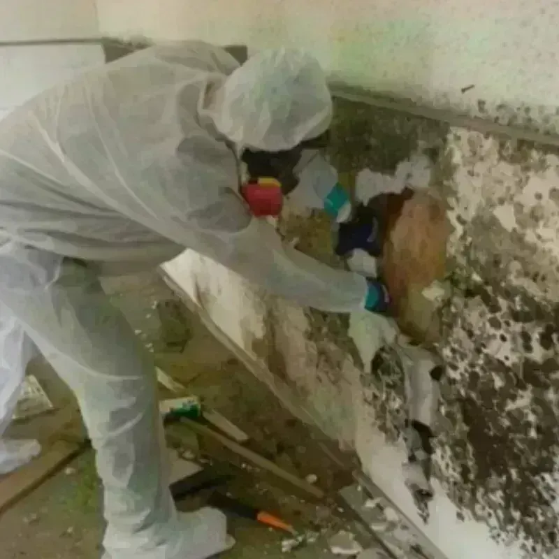 Mold Remediation and Removal in Winnsboro, SC